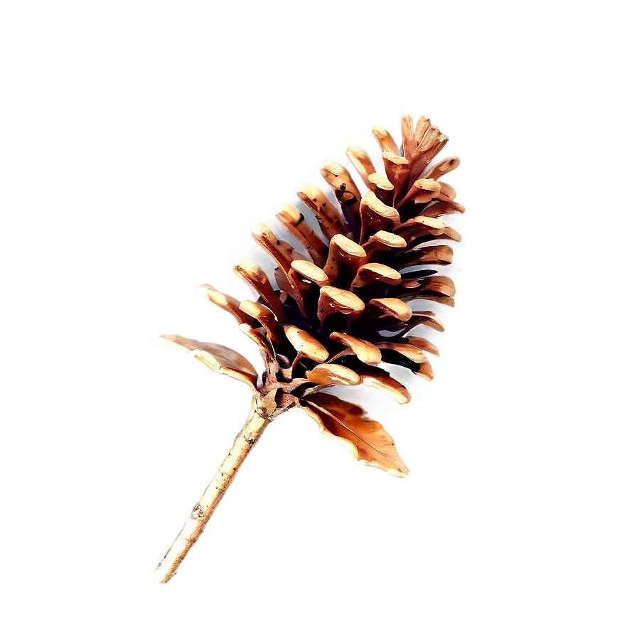 Pinecone With Misty Background Png 06132024