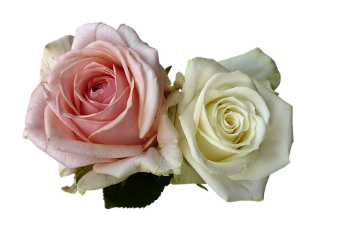 Pink_and_ White_ Roses_ Black_ Background.jpg