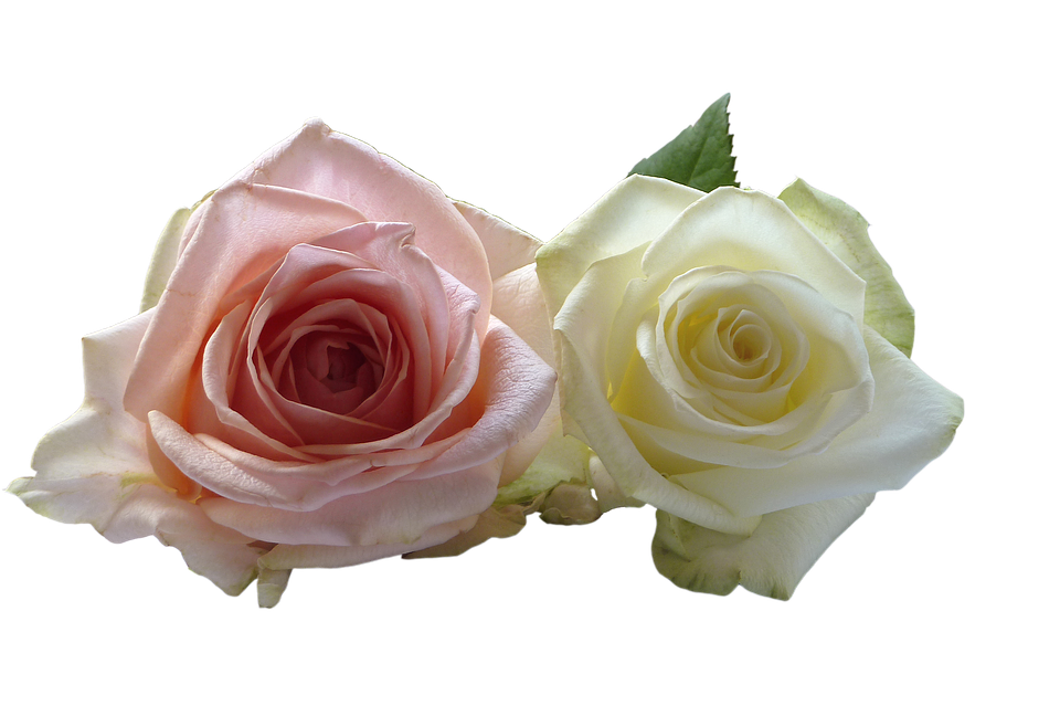 Pink_and_ White_ Roses_ Transparent_ Background.png