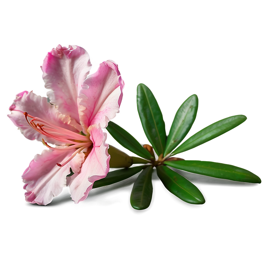 Pink Azalea Charm Png Nfv53