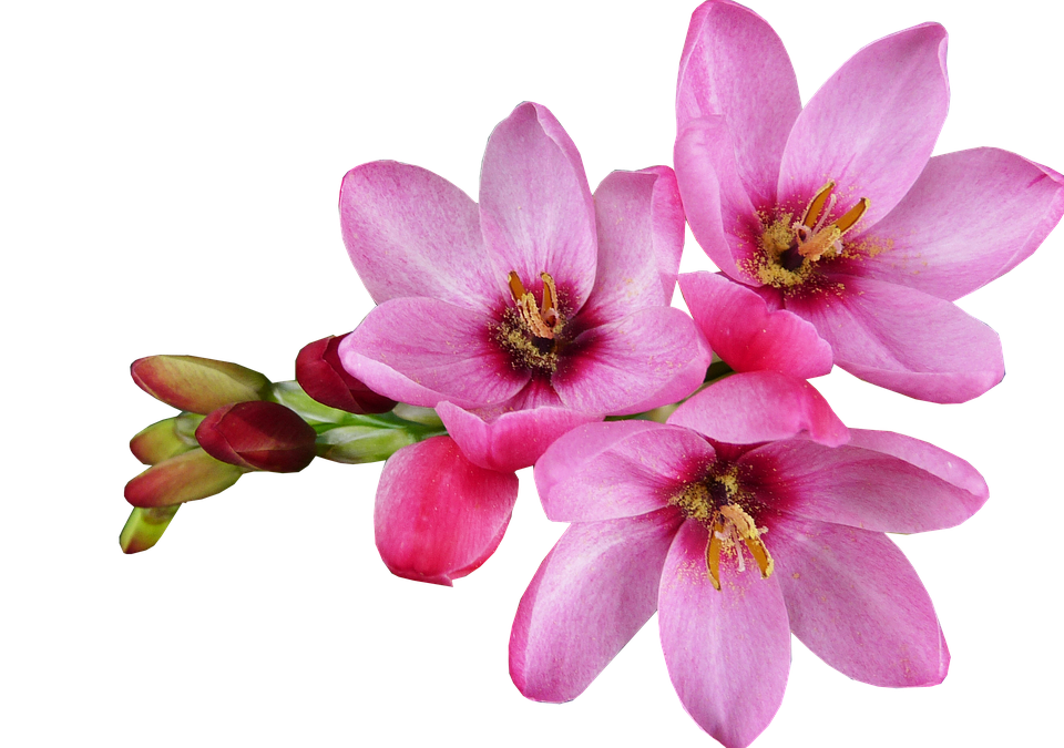 Pink Blooming Flowers Transparent Background