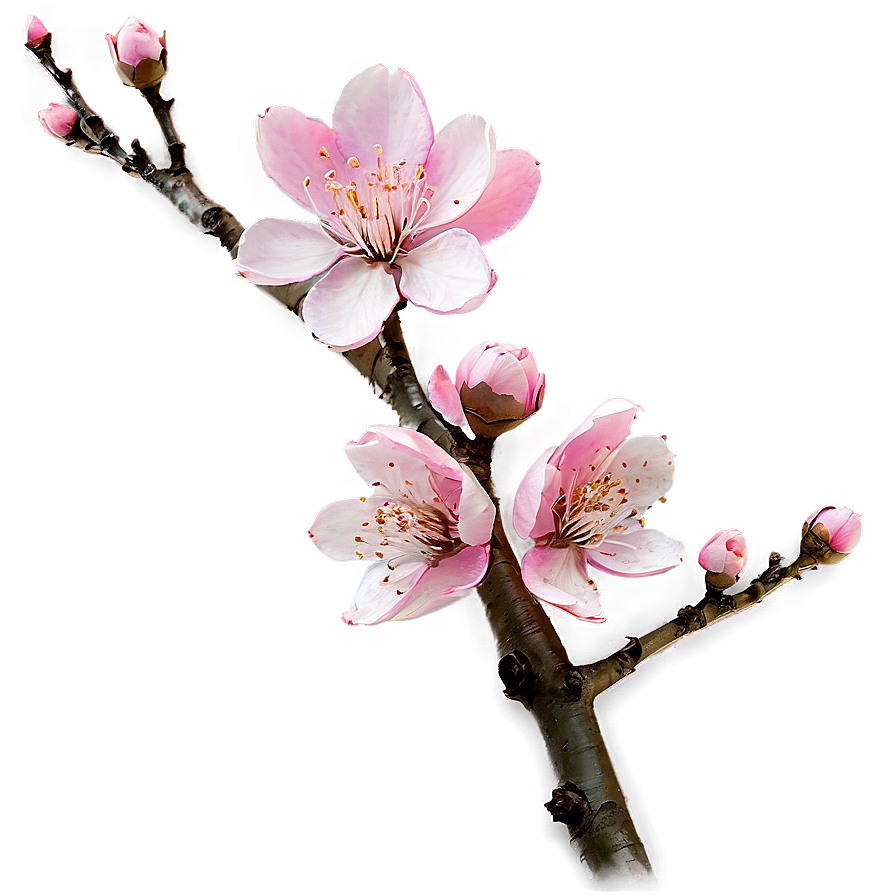 Pink Blossom Branch Png 47