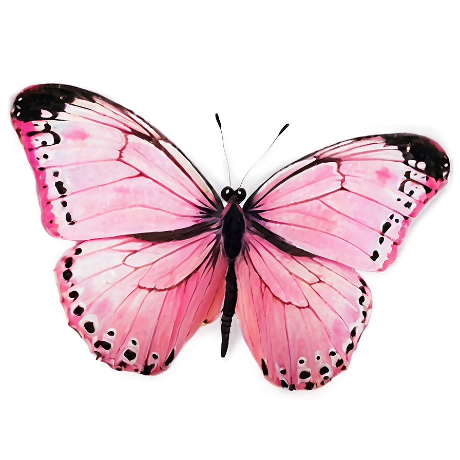 Pink Butterfly Close-up Png 06212024