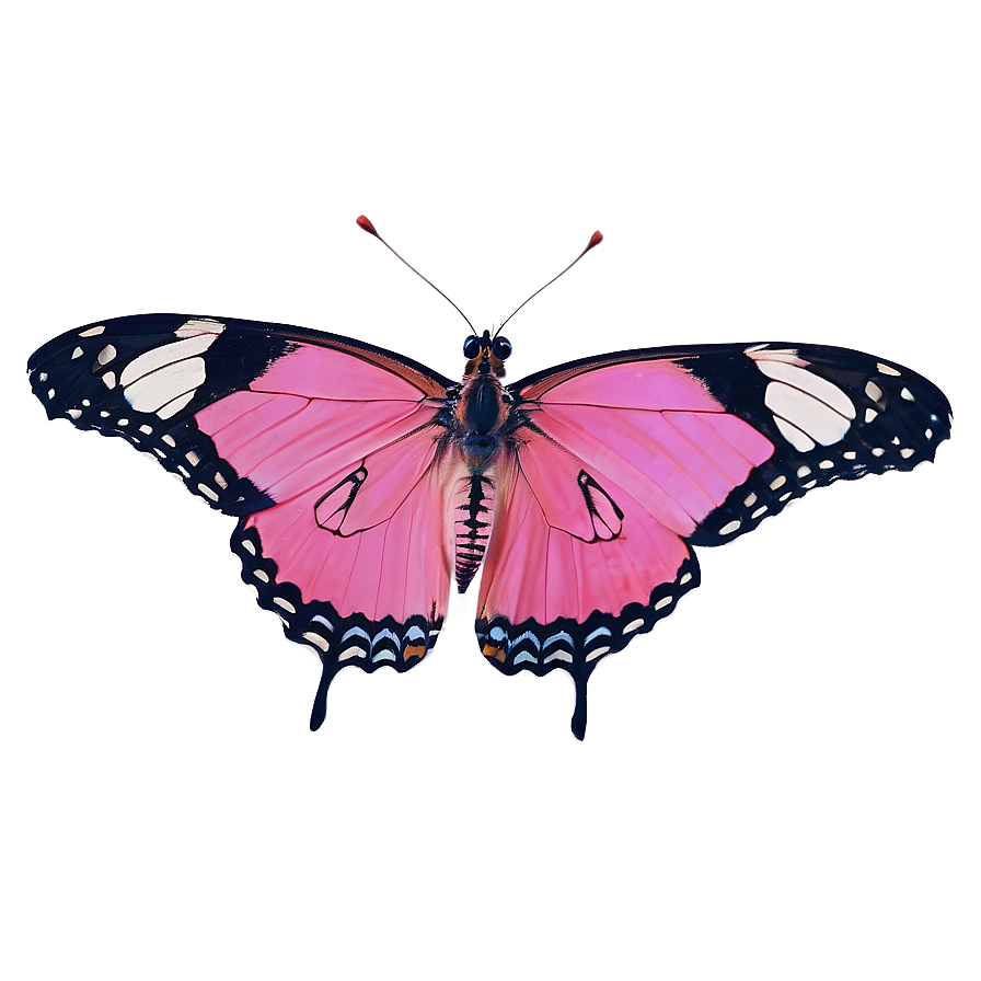 Pink Butterfly In Wild Png 92