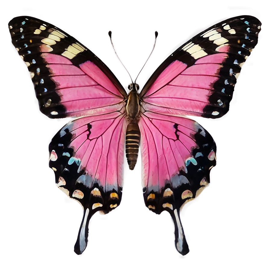 Pink Butterfly Real Life Png 06212024