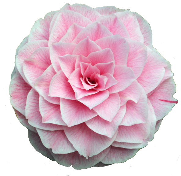 Pink Camellia Bloom