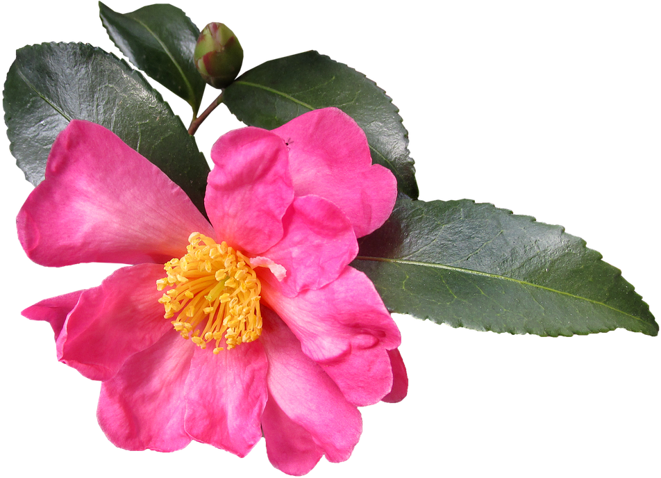 Pink Camellia Bloomand Bud