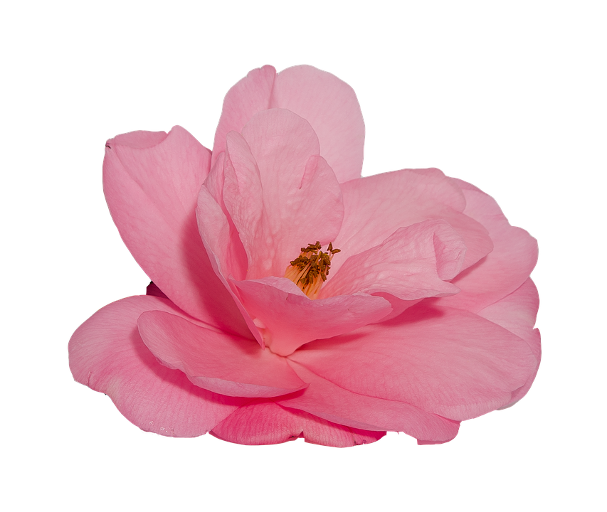 Pink Camellia Flower Isolated Background