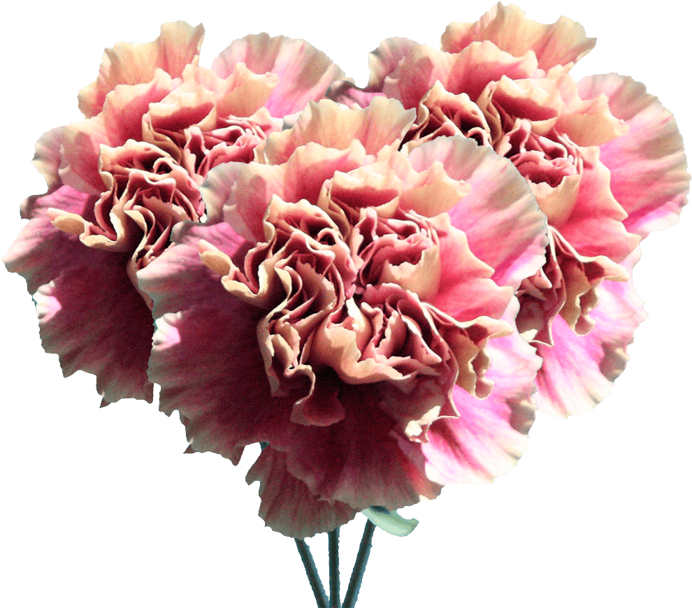 Pink Carnation Bouquet Isolated