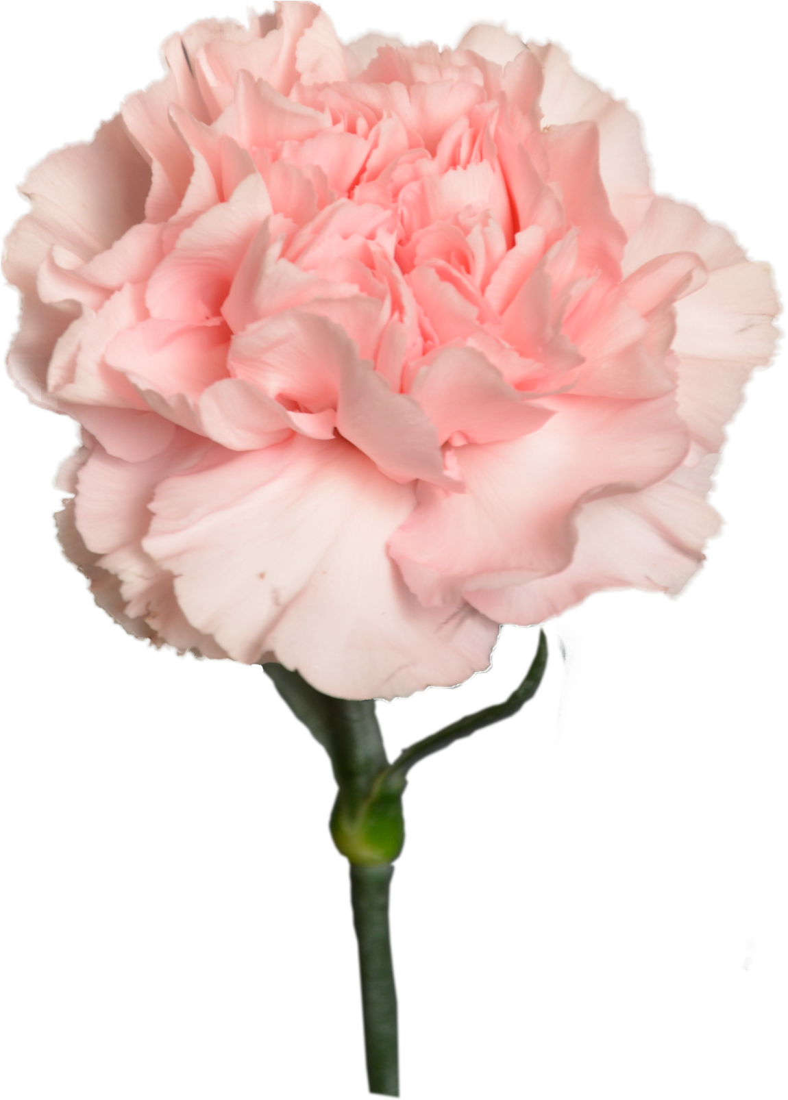 Pink Carnation Flower Bloom