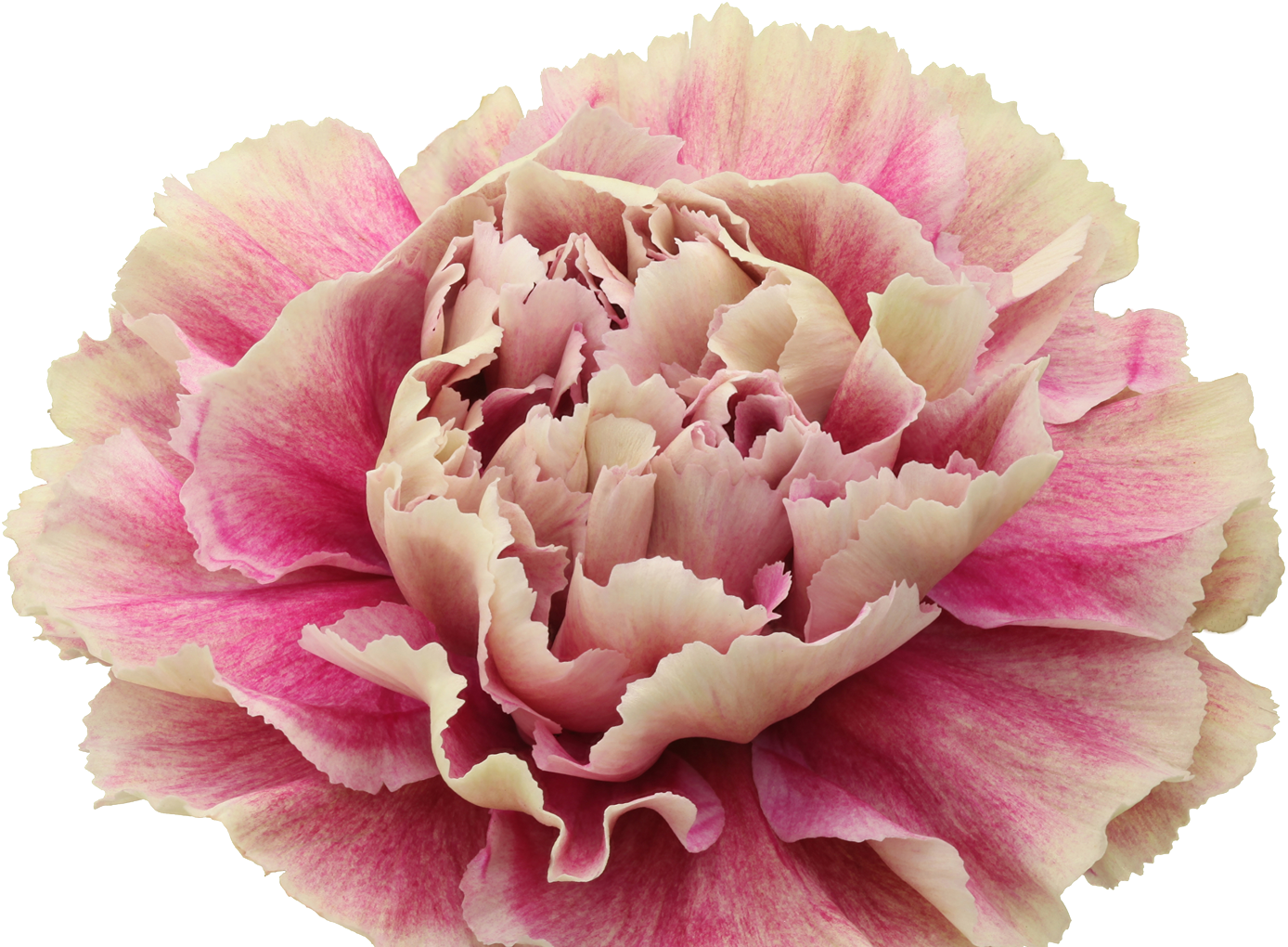 Pink Carnation Flower Isolated