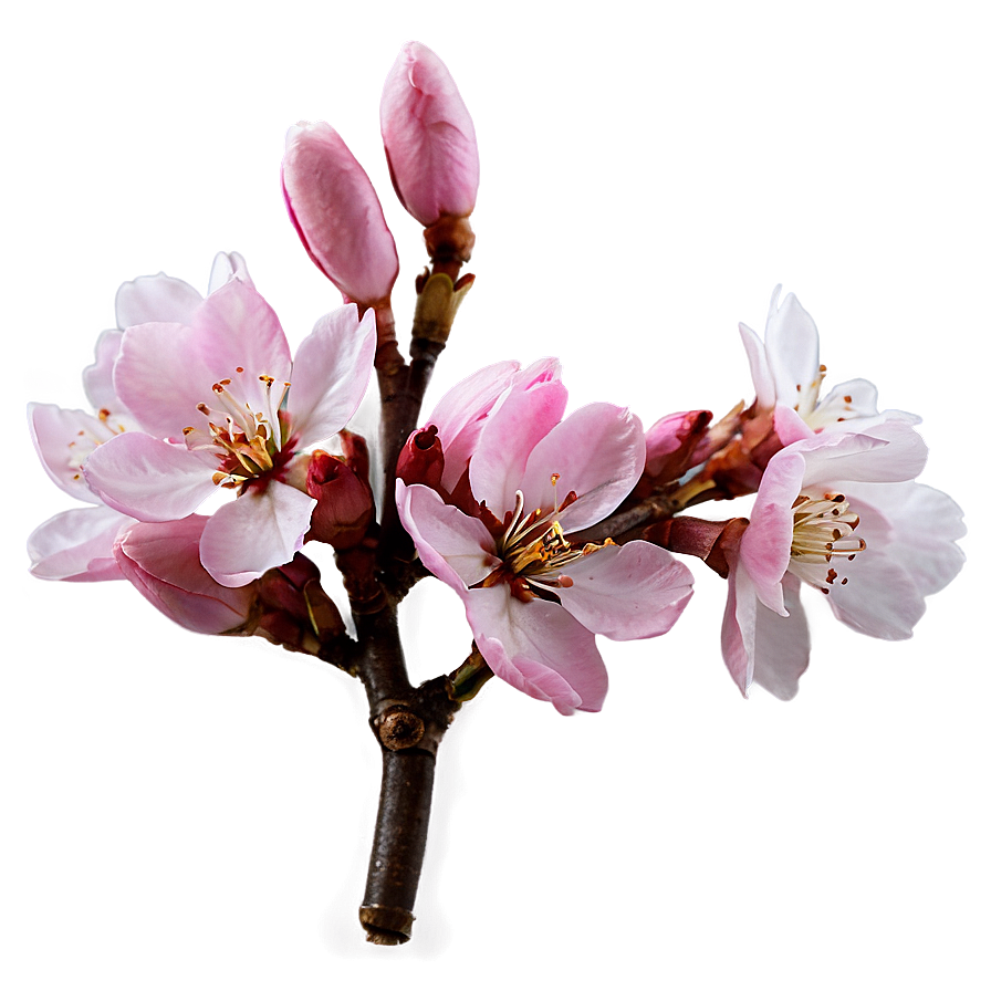 Pink Cherry Blossom Png 93