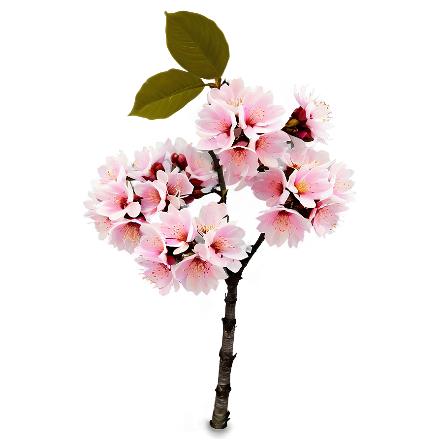 Pink Cherry Tree Png 06212024