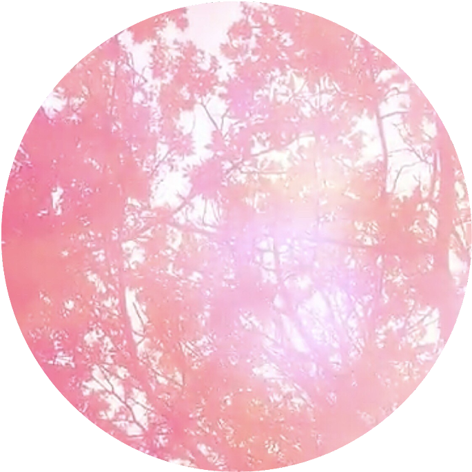 Pink Circle Trees Overlay