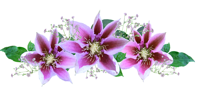 Pink Clematis Flowers Arrangement