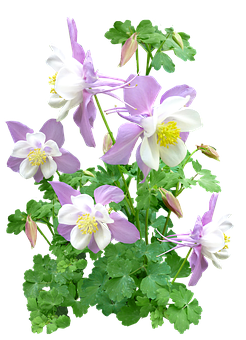 Pink_ Columbine_ Flowers_ Against_ Black_ Background