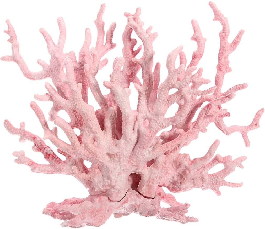 Pink Coral Specimen