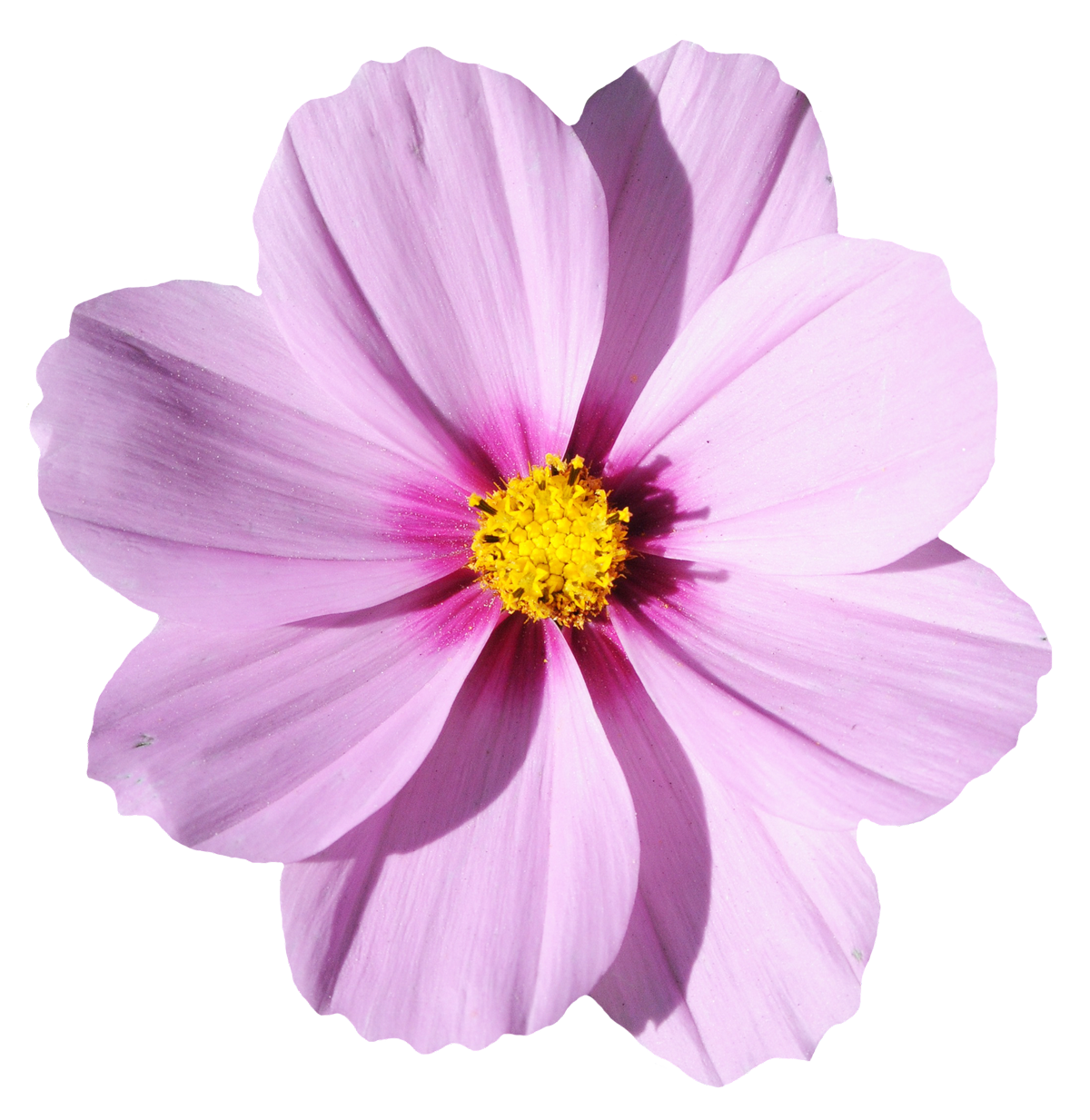 Pink Cosmos Flower Isolated