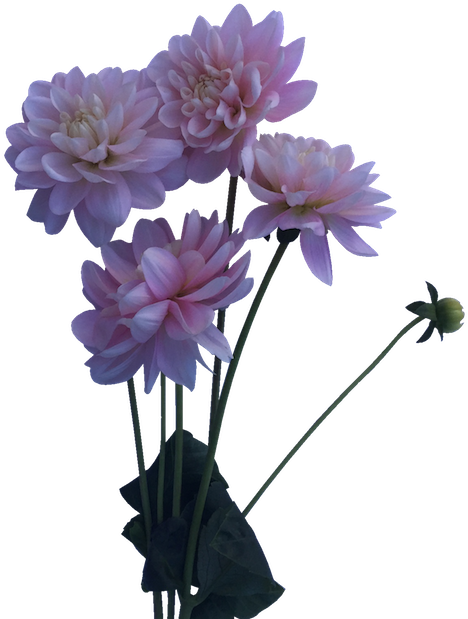 Pink Dahlia Bouquet Floral Display