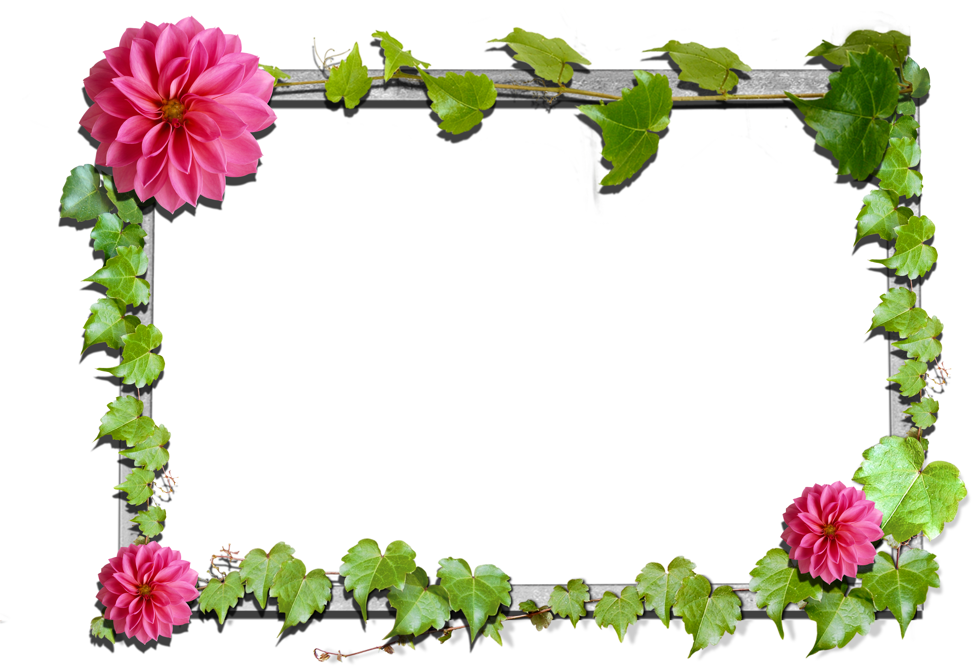 Pink Dahlia Floral Frame