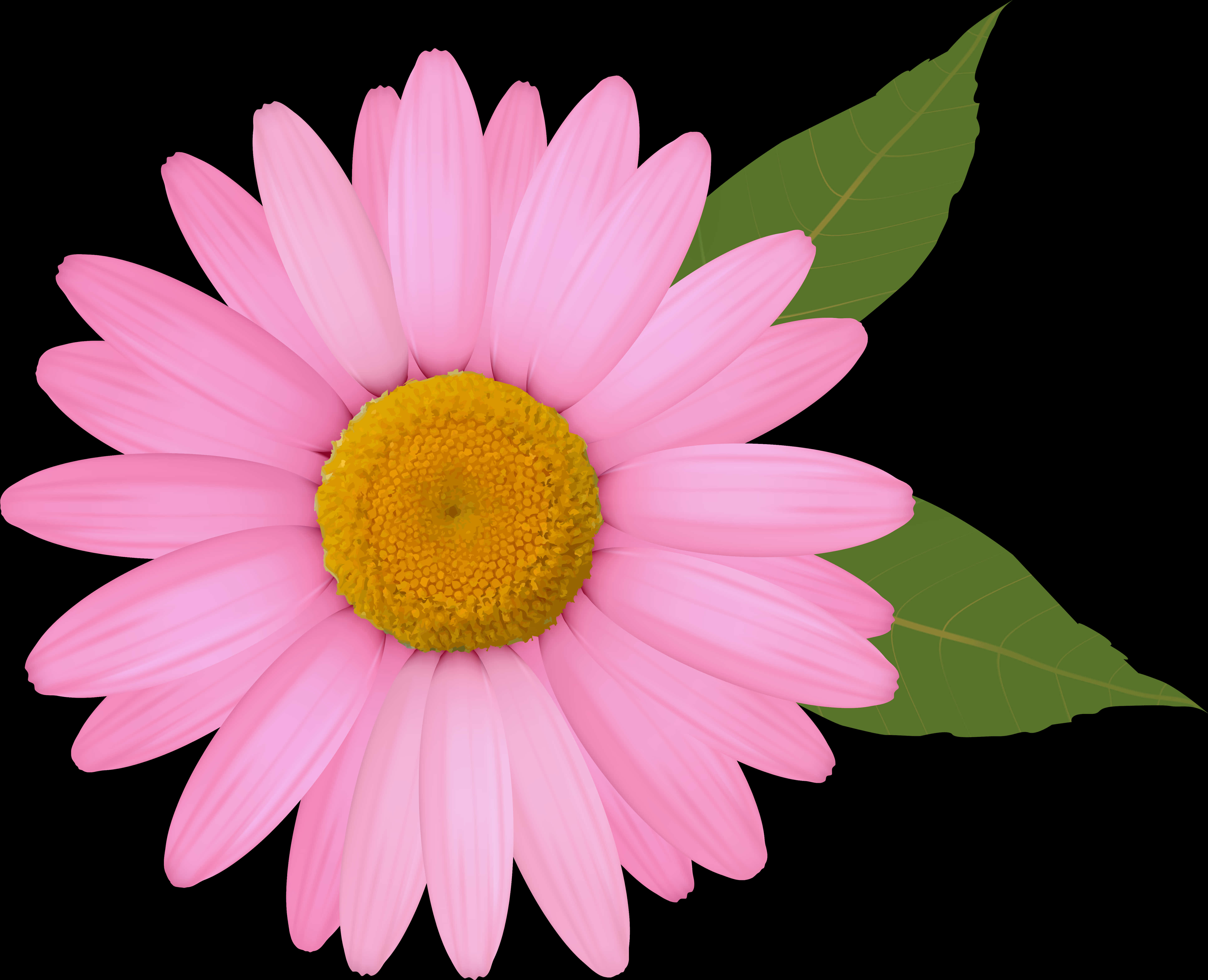 Pink Daisy Black Background