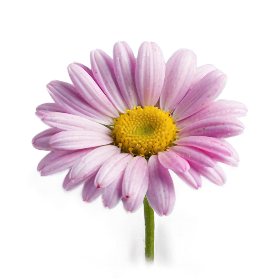 Pink Daisy Flowers Png Qto