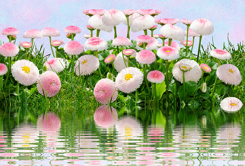 Pink Daisy Reflections