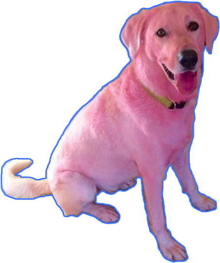 Pink Dog Sitting Transparent Background