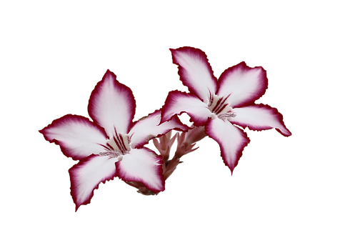 Pink Edged White Flowers Black Background