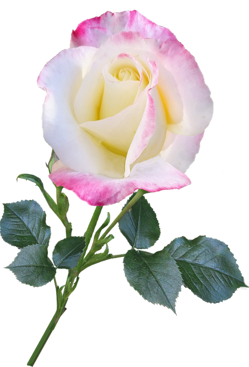 Pink Edged White Rose Isolated