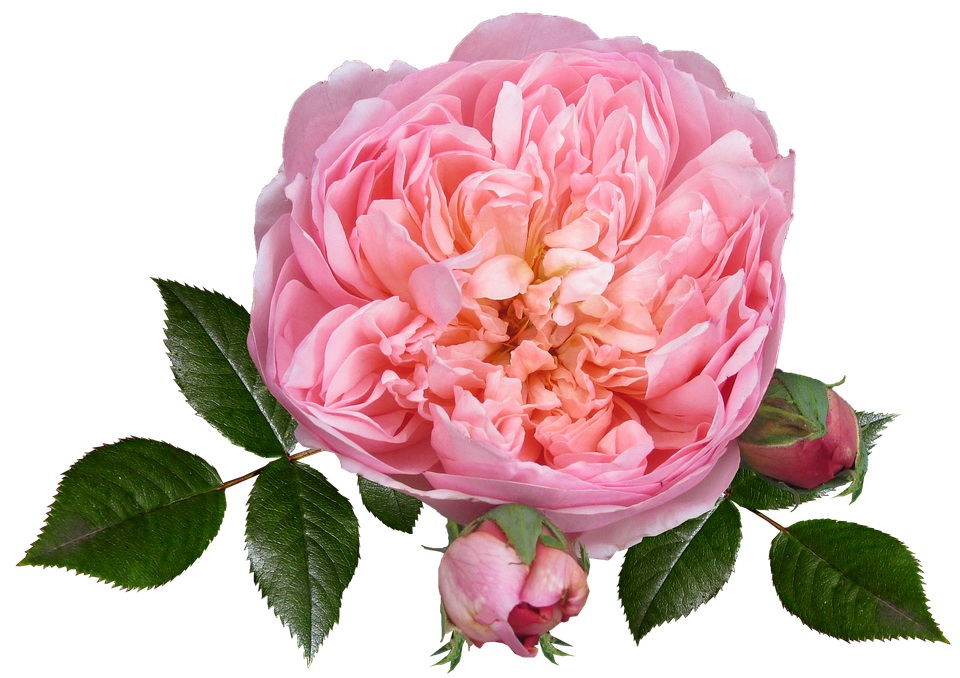 Pink English Rose Transparent Background