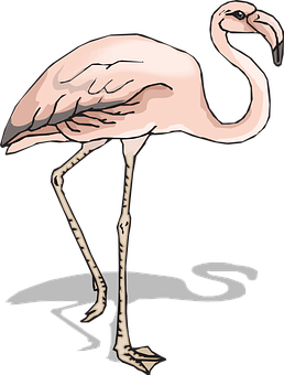 Pink Flamingo Cartoon Illustration