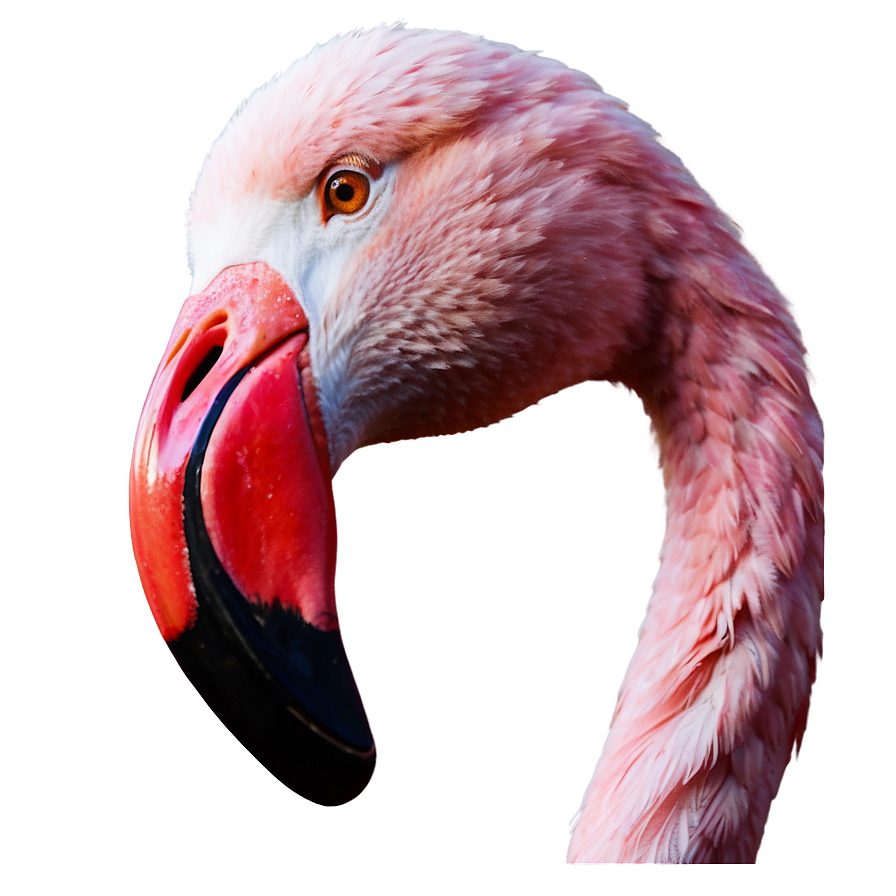 Pink Flamingo Icon Png 94