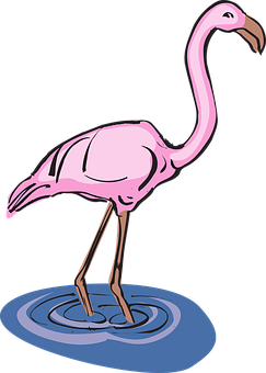 Pink Flamingo Standing In Water Illustration