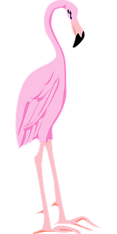 Pink_ Flamingo_ Vector_ Illustration