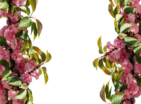 Pink Floral Borderon Black Background.jpg