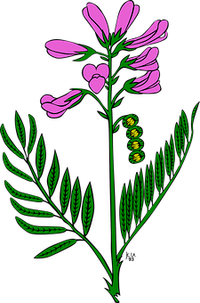 Pink_ Flower_and_ Fern_ Illustration