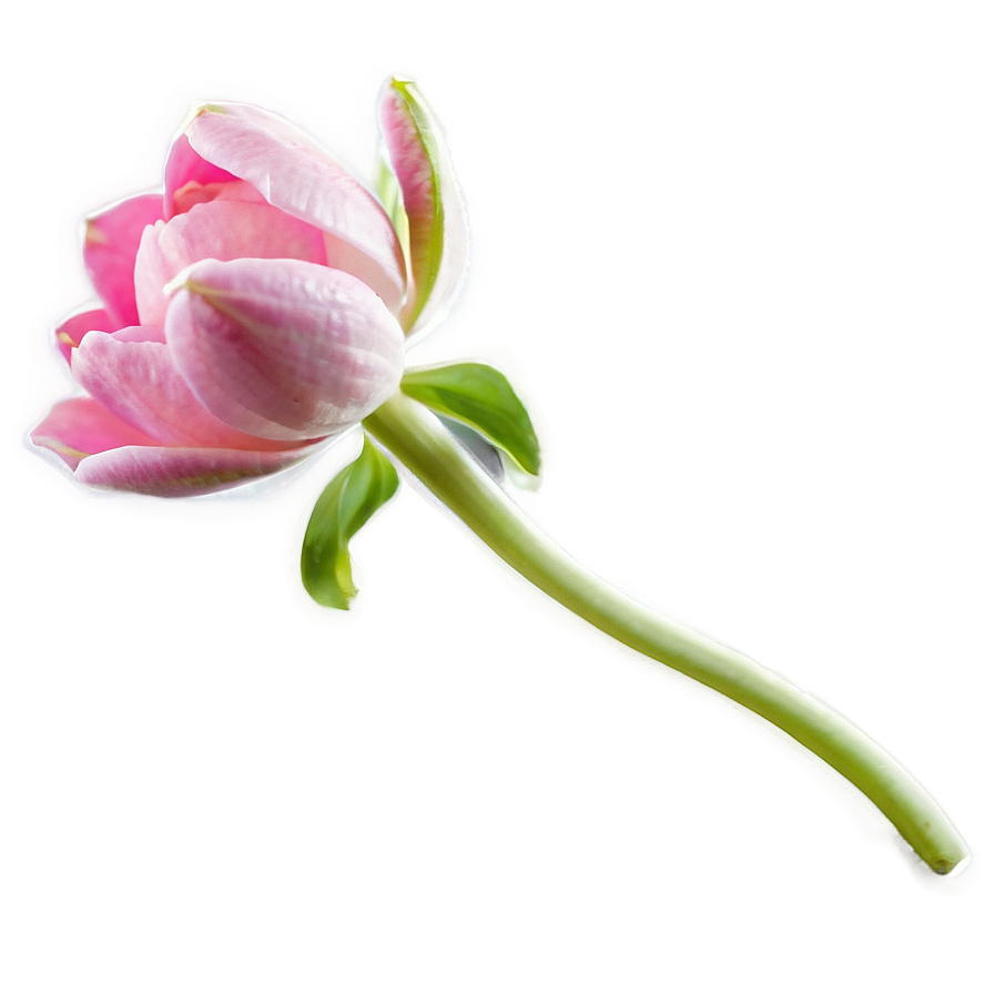 Pink Flower Bud Png 05242024