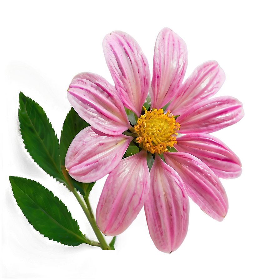 Pink Flower In Sunshine Png 52