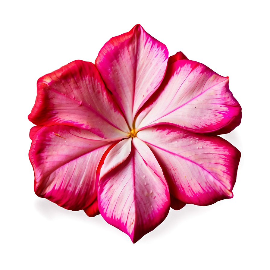 Pink Flower Petal Detail Png Awh