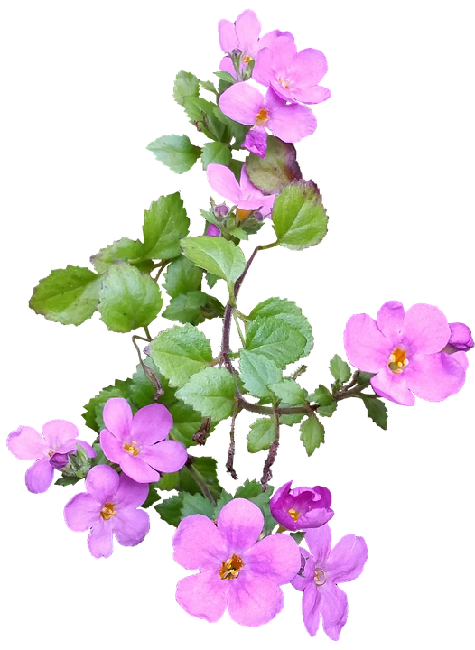 Pink Flowering Branch Isolated