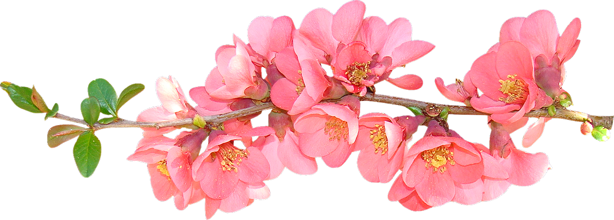 Pink Flowering Branch Transparent Background