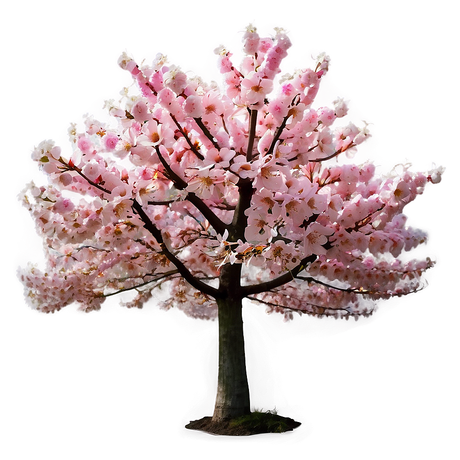 Pink Flowering Tree Png 05242024