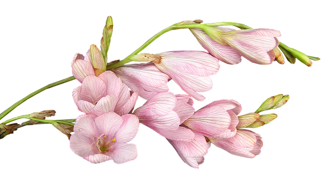 Pink Freesia Flowers Black Background