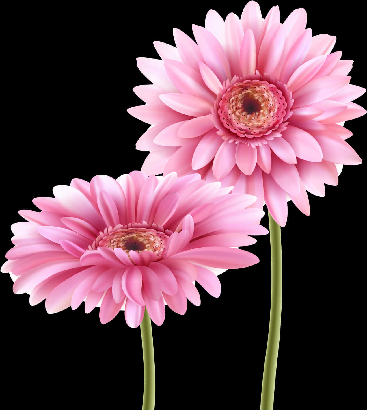 Pink Gerbera Daisies Black Background