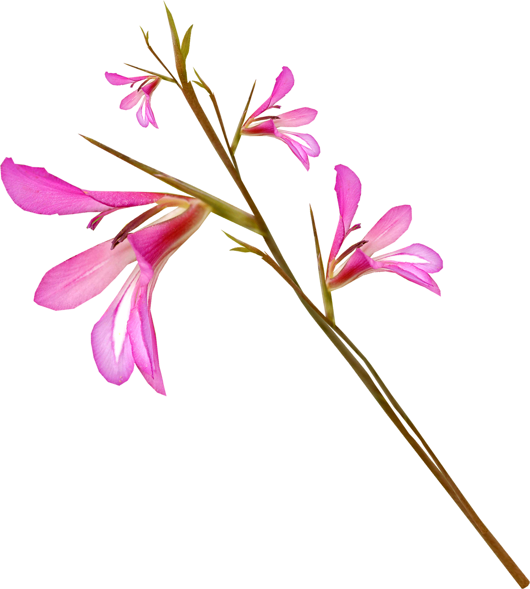 Pink Gladiolus Flower Stem