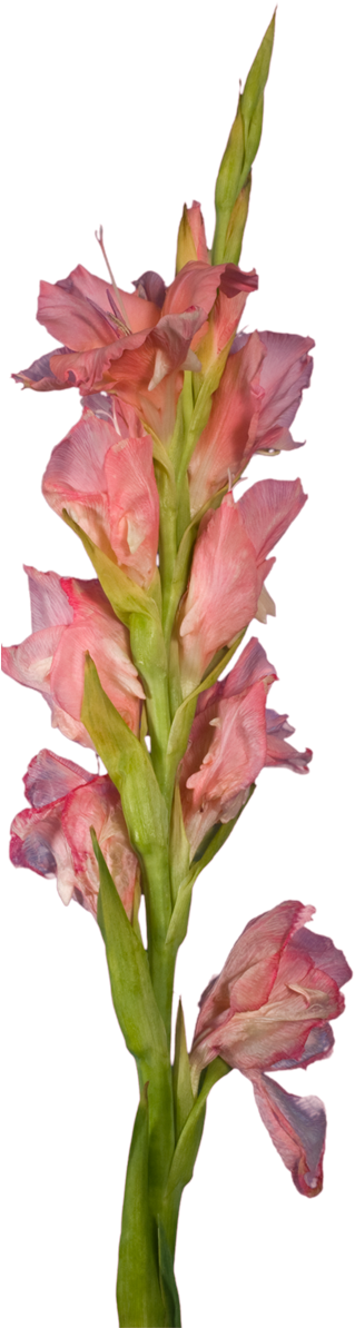 Pink Gladiolus Flower Stem