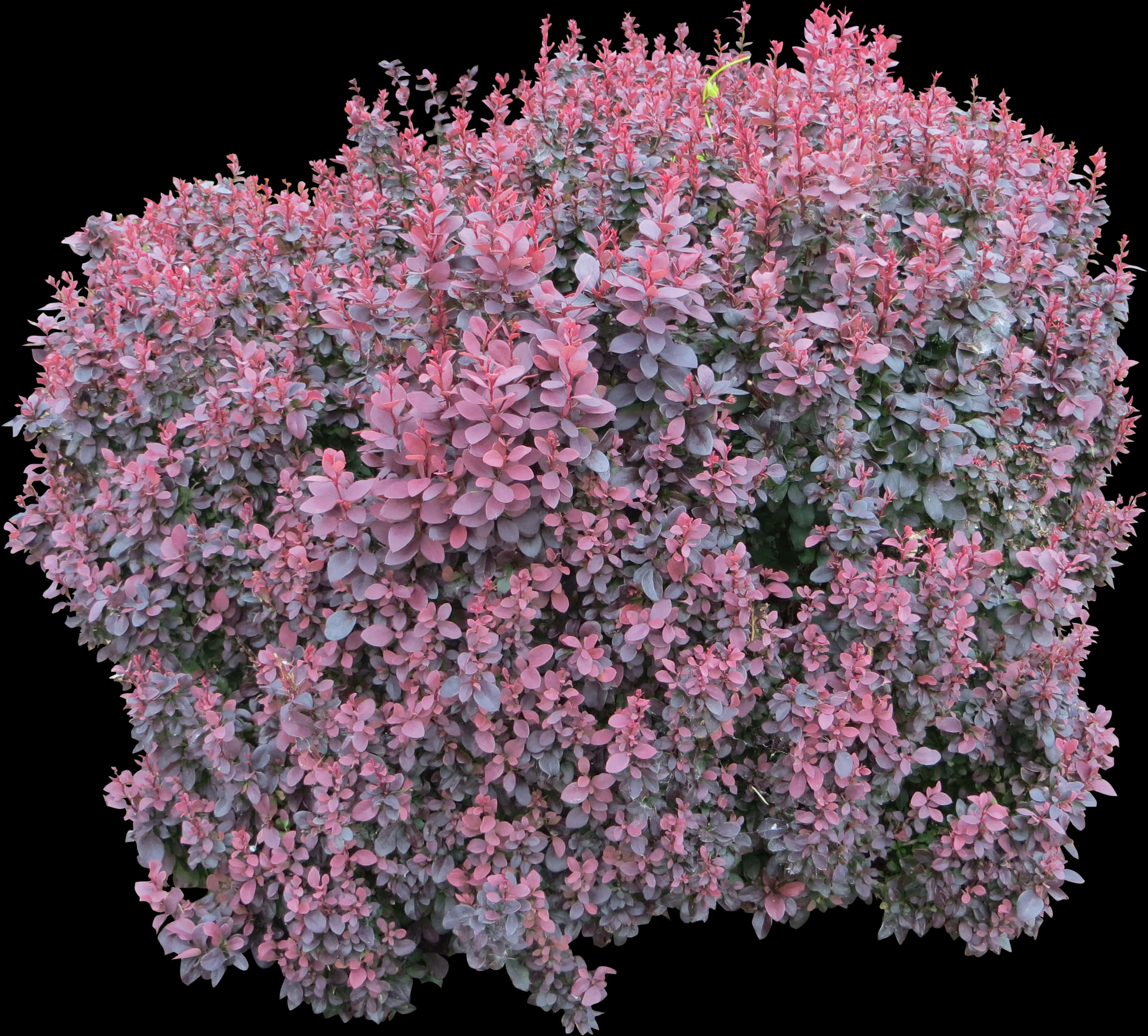 Pink Green Leaved Bush Isolated