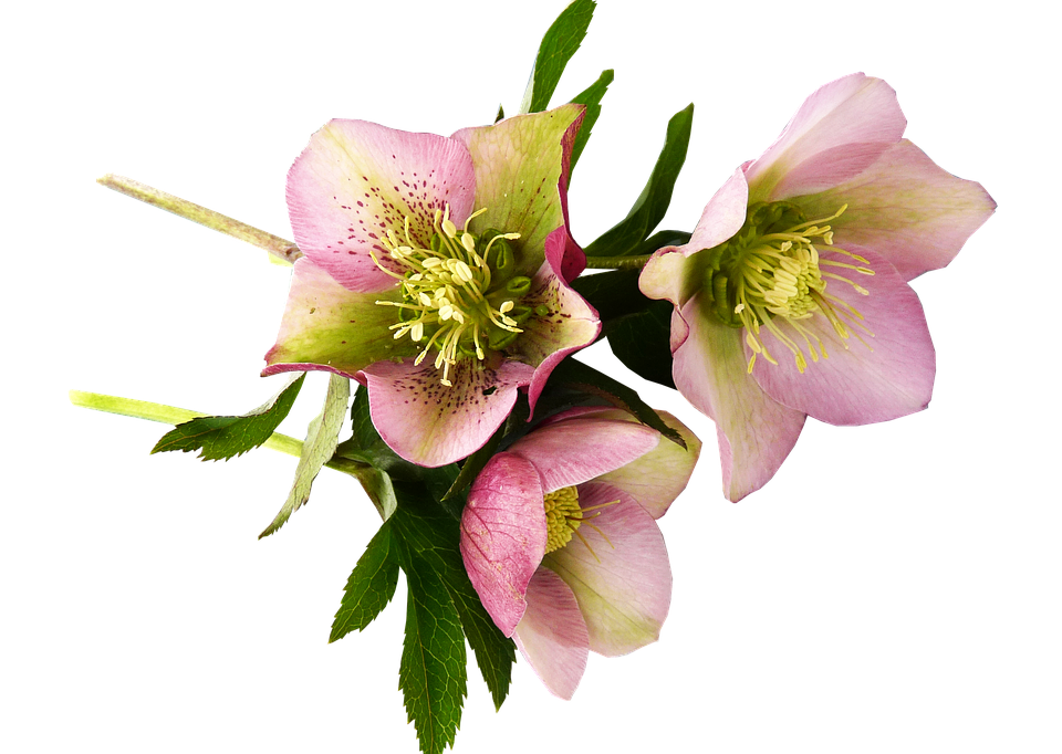 Pink Hellebore Blooms Transparent Background