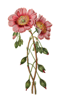 Pink Hellebore Botanical Illustration